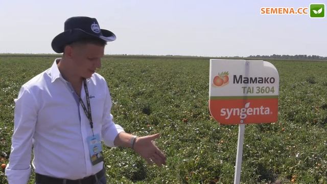 Мамако F1 Томат Syngenta День поля 10 08 2016 смотреть онлайн