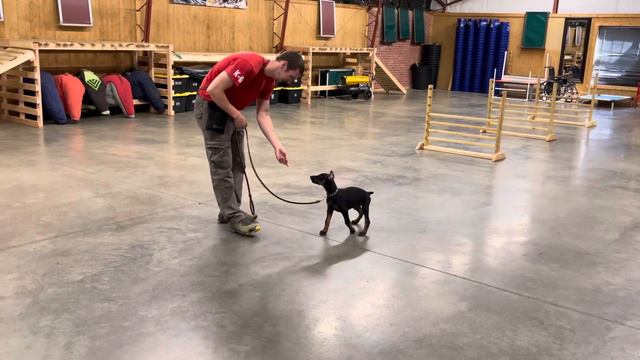 Early Obedience Training & Development "Zimmer" 11 Wks Doberman Puppy BAB Candidate For Sale смотреть онлайн
