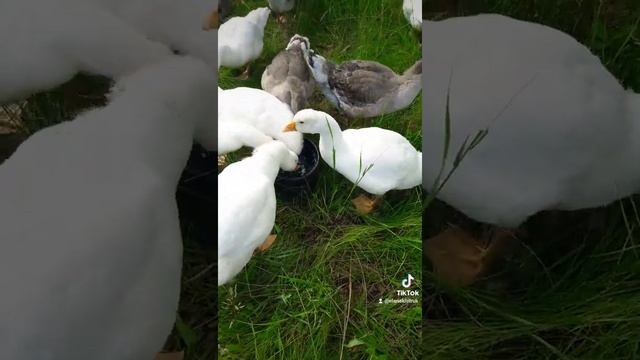Выращивание гусей в сельской местности или на даче, решило проблему моей семьи по обеспечении мясом смотреть онлайн