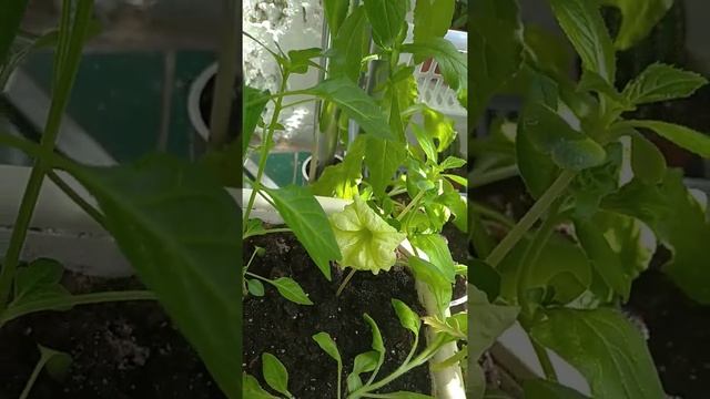 Петуния Лайм джем и колокольчик смотреть онлайн