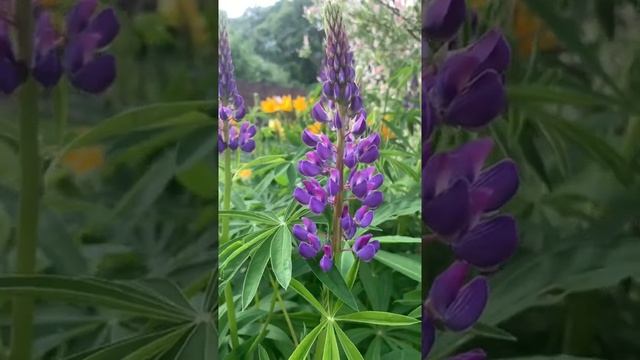 Lupines are blooming in my garden countryside. Цветут люпины в моем саду на даче #shorts смотреть онлайн