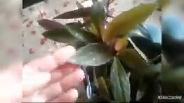 Традесканция рео.(Традесканция-Ладья Моисея-сажаю отросток).