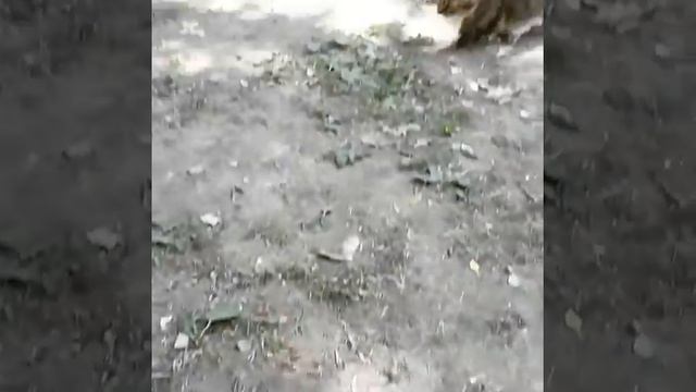 Последствия самовыгула смотреть онлайн