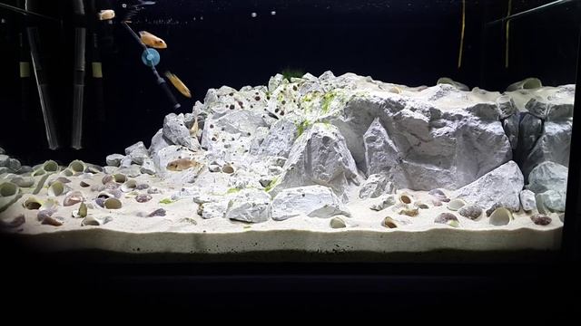 Lake Tanganyika Shell Dwellers Biotope/Hardscape Aquarium 2 [fatihbolat] смотреть онлайн