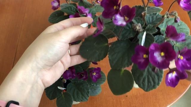 Как ухаживать за фиалкой на фитильном поливе. смотреть онлайн