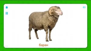 Развивающие карточки Домана. Домашние животные.