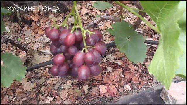 Аюдаг,Сенсация,Илавия,В-60,Хусейне Люнда,Алвика, кишмиш Находка смотреть онлайн