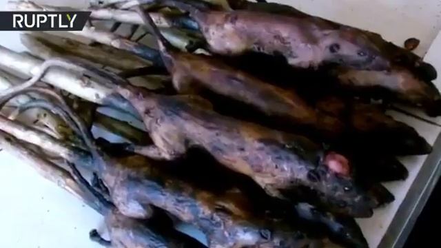 Oh my God... Look people of God eating snakes,bats,dogs and rats смотреть онлайн