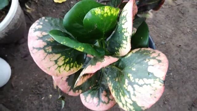 Rare Thai Croton смотреть онлайн