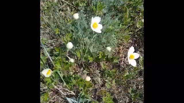 РЕКА ЛЕНА смотреть онлайн