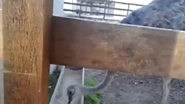 Как ест страус смотреть онлайн