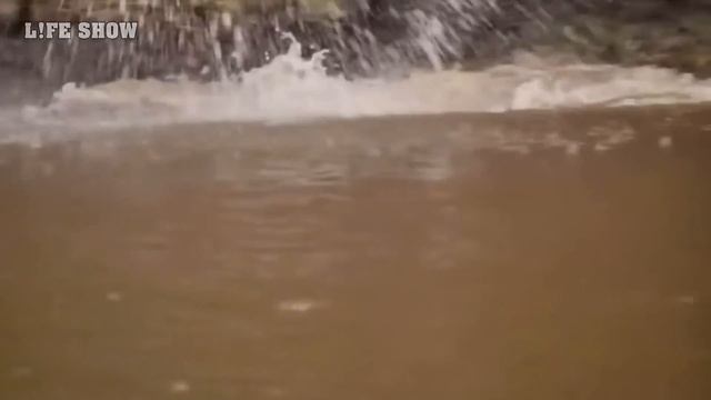 ЯГУАР – Опасный Хищник Джунглей / Ягуар против Каймана, Змеи и Капибары смотреть онлайн