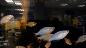 аквариумная рыбка из Новой Гвинеи, Радужница неоновая, Melanotaenia praecox