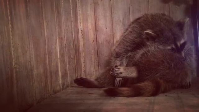 Енот Тема засыпает на ходу смотреть онлайн