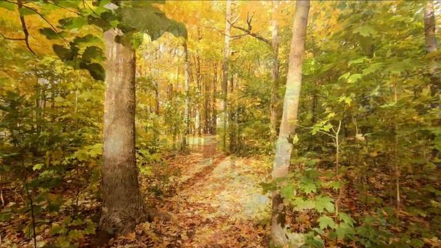 Shaman Spirit, 10-Minute Meditation Music, Trance, Healing, Shamanic Journey, Healing Shaman Spirit смотреть онлайн