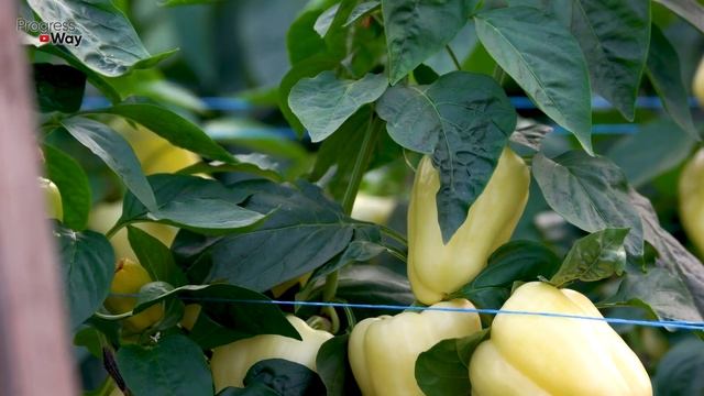 ЕСЛИ ПЛОХО РАСТУТ ПЕРЦЫ ТО СДЕЛАЙТЕ С НИМИ ЭТО БУДЕТ БУРНЫЙ РОСТ И РАЗВИТИЕ смотреть онлайн