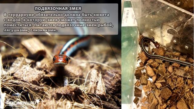 Кормление подвязочных змей в EXOMENU смотреть онлайн