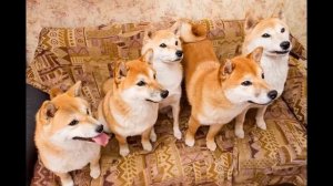 Сиба ину, шиба, как выбрать щенка, чем кормить.