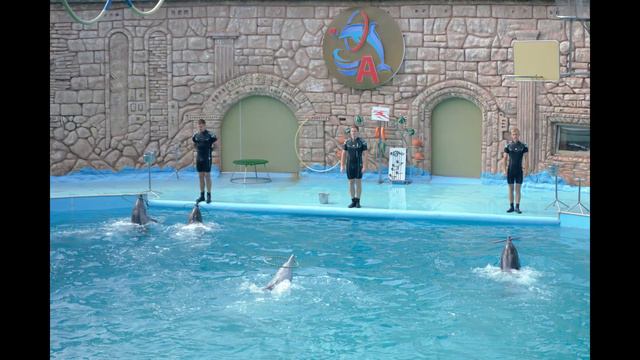 Дельфинарий Адлер. смотреть онлайн