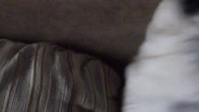 смешной мопсик смотреть до конца (мопсик играет) смотреть онлайн