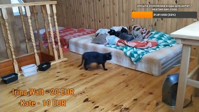 Помогите спасти котят на замерзающих дачах.