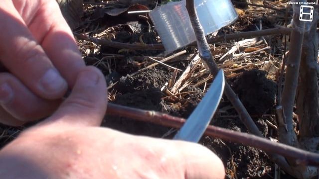 ПРОСТЫЕ И НАДЕЖНЫЕ ПРИВИВКИ ПЛОДОВЫХ ДЕРЕВЬЕВ (ЯБЛОНИ, ГРУШИ). САД (ОГОРОД) И ТЕПЛИЦА смотреть онлайн