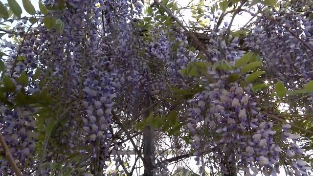 Гліцинія (2016)