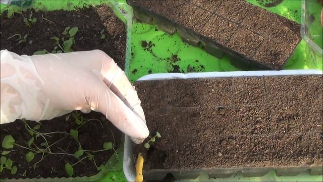 Пикировка рассады АНЮТИНЫХ ГЛАЗОК (ВИОЛА) из лотка в ячейки