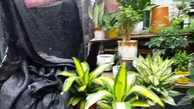 HONGKONG WANCHAI MARKET ||FLOWER SHOP SHOP || Loida's vlogs смотреть онлайн