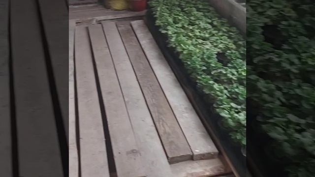 День за днём, обзор работ 21.11.22г. Отправляю саженцы плющелистной пеларгонии на зимовку смотреть онлайн