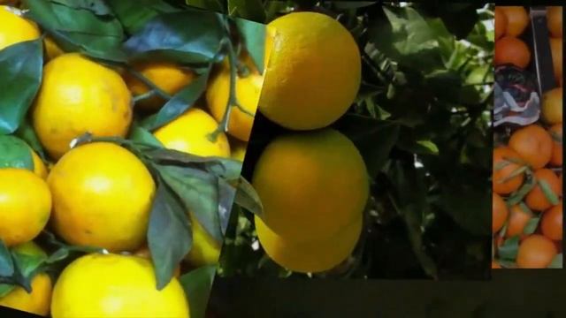 How to Plant a Mandarin Orange Tree (Citrus Reticulata) for Beginners смотреть онлайн