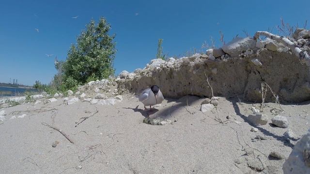 Чайки на гнездах смотреть онлайн