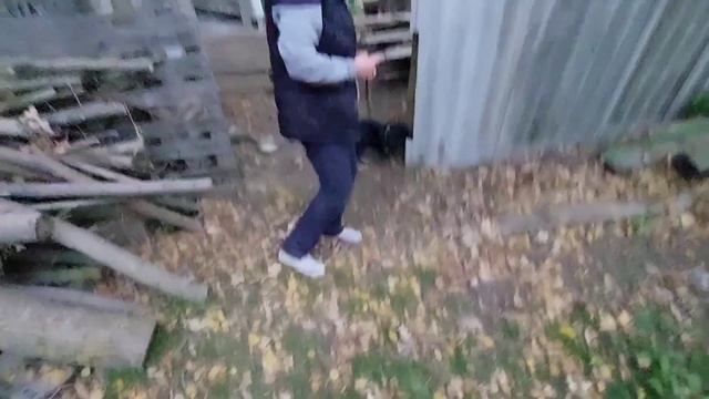 Лечение кошки Леси.Вечерний поход и кормление соседких животных. смотреть онлайн