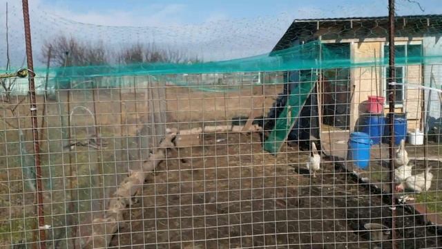 Обычный будень сельского жителя. Весна пришла! Куры гуляют! смотреть онлайн