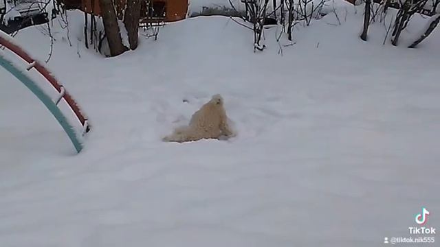 Собачка в недоумении: Где искать?" смотреть онлайн