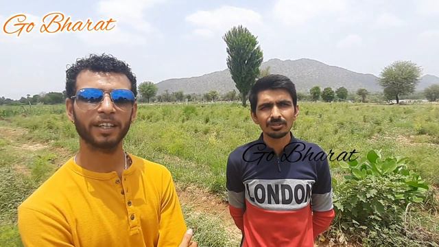 शतावर की खेती की सम्पूर्ण जानकारी|Shatavari (Asparagus racemosus) Farming @My kisan смотреть онлайн