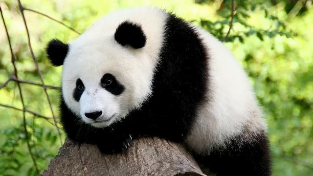 Как выучить китайские иероглифы с Helen Si #4 (Двузначные числа в китайском) смотреть онлайн