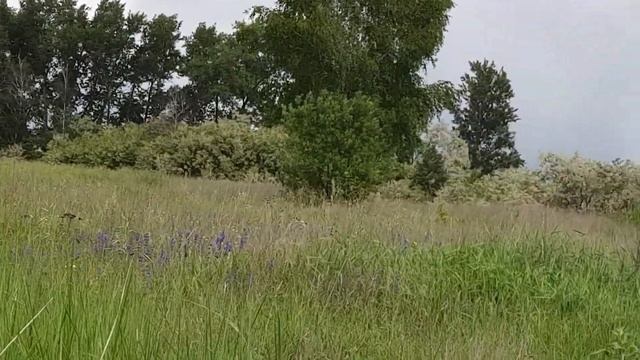 Акация, грозы, дожди. Все ли так плохо? смотреть онлайн