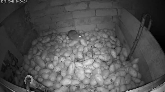 The rat is stealing my potatoes again смотреть онлайн