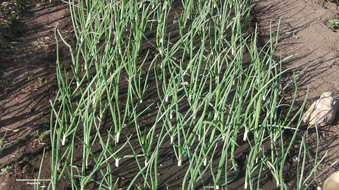 ПОСЛЕ ЭТОЙ ОБРАБОТКИ ЛУКА ЛУКОВАЯ МУХА И СКРЫТНОХОБОТНИК БУДУТ ОБХОДИТЬ ЛУК СТОРОНОЙ . смотреть онлайн