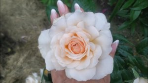 Сорт розы Chandos Beauty (Чандос бьюти)