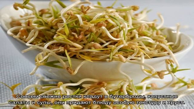 Бобовые ростки