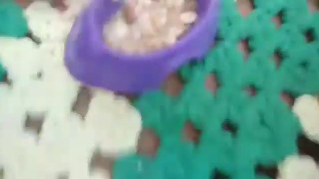 Это конец?/// хомячок Чупа-чупс/// хомяки тоже любят🐹🐹🐹 смотреть онлайн