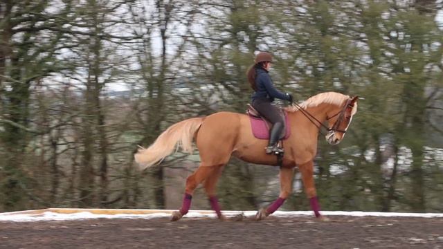 HOW TO HALF PASS - The Lateral Work Series смотреть онлайн