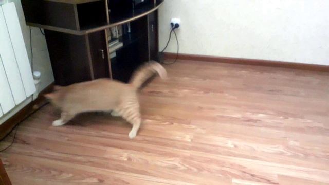 Кошачий хоккей ? смотреть онлайн