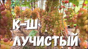 Виноград. Сорт КИШМИШ ЛУЧИСТЫЙ. Полное описание и рекомендации по выращиванию в северных регионах