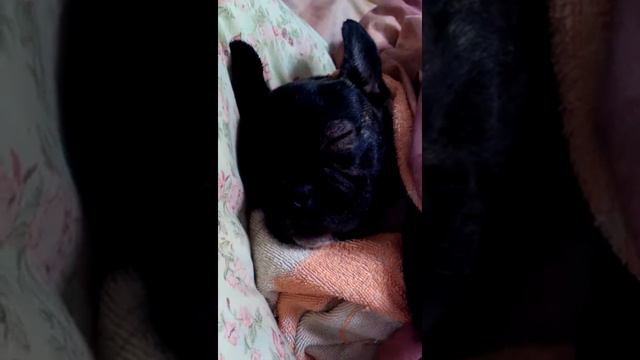 Французский бульдог храпит смотреть онлайн