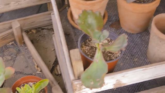 WACO Magnolia Travel Vlog | Oh My Emma Grace смотреть онлайн