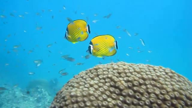 Fish Identification Рыбы Сиамского залива Yellow Butterfly смотреть онлайн