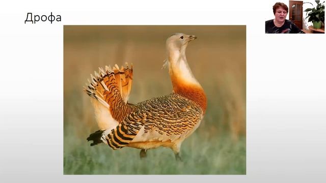 Окр мир 4 класс Зона степей смотреть онлайн